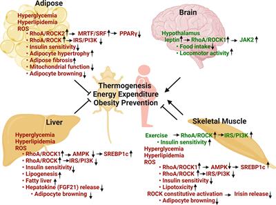 Insight Into Rho Kinase Isoforms in Obesity and Energy Homeostasis